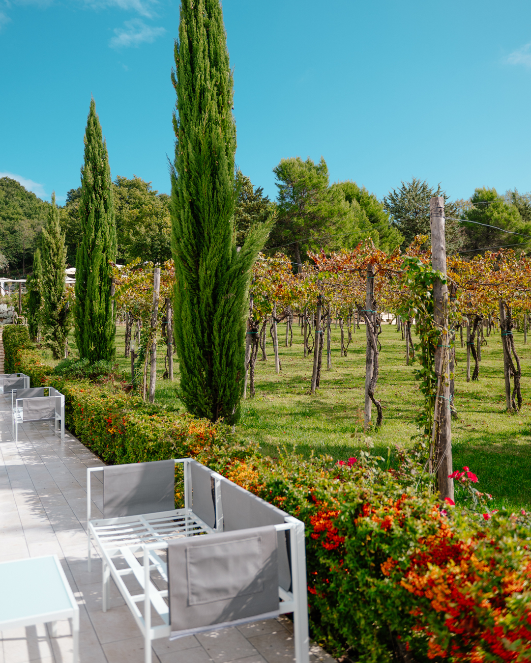 cipressi-branding_DSC2958