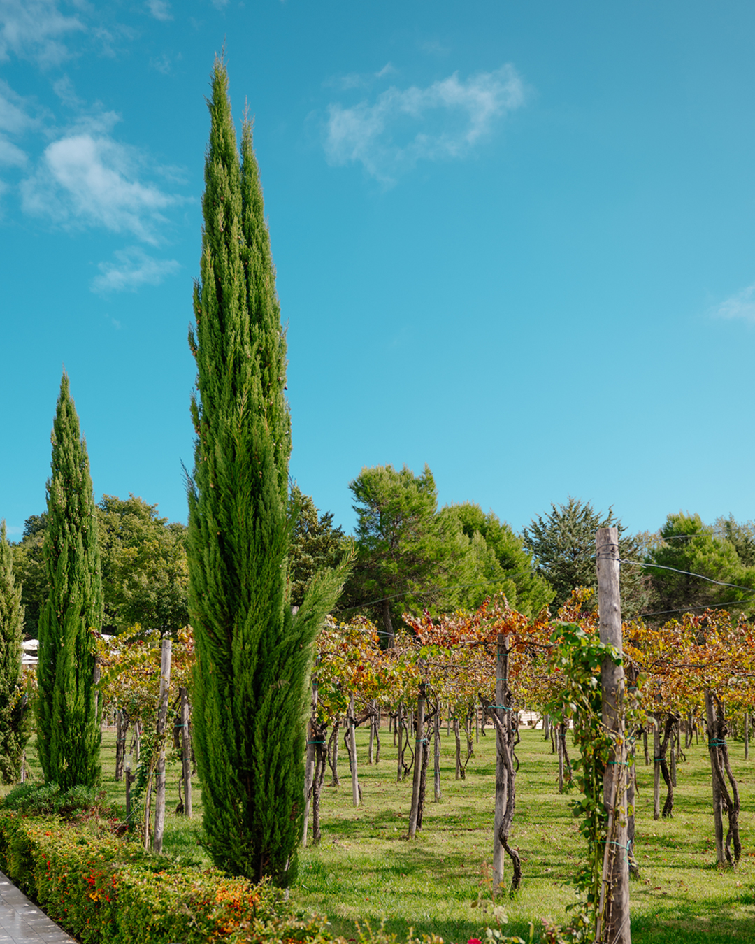 mod-cipressi-branding_DSC2958
