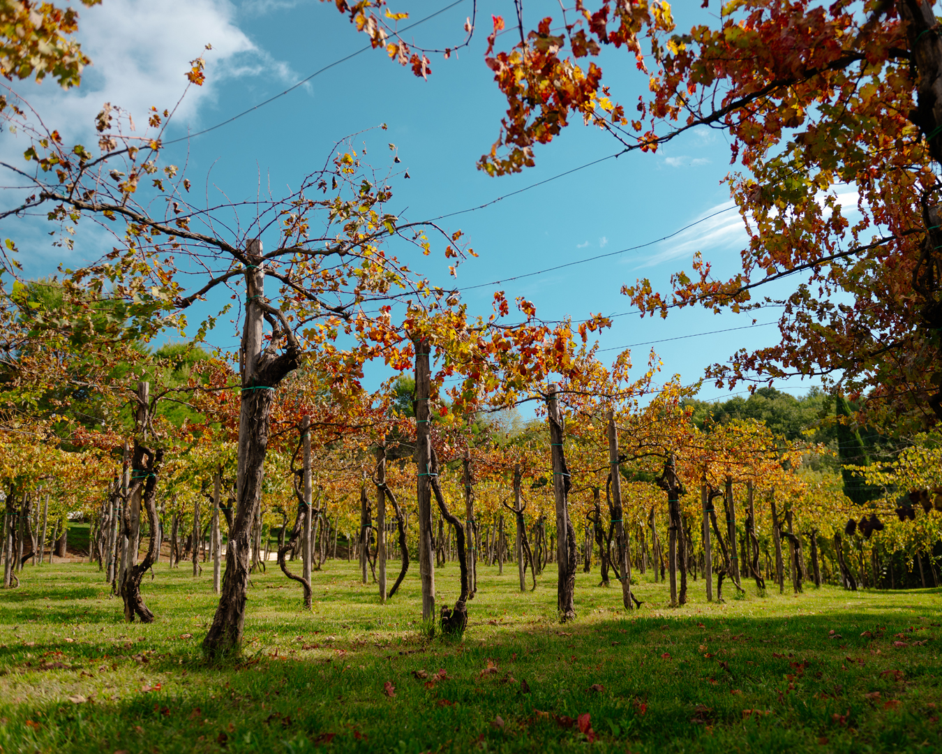 vigneto_DSC2980
